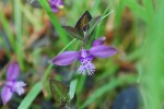 ヒメハギ	姫萩	Polygala japonica	4～7月